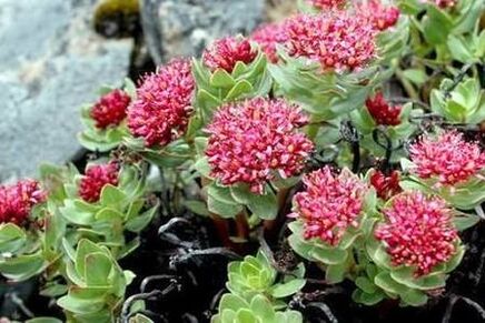 Pink Rhodiola para preparar a potencia da tintura